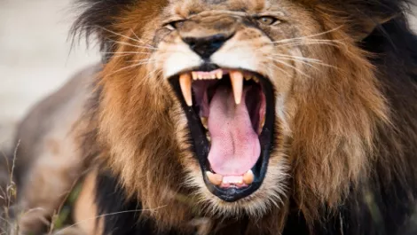 Kiwi tech firm unleashing the beast